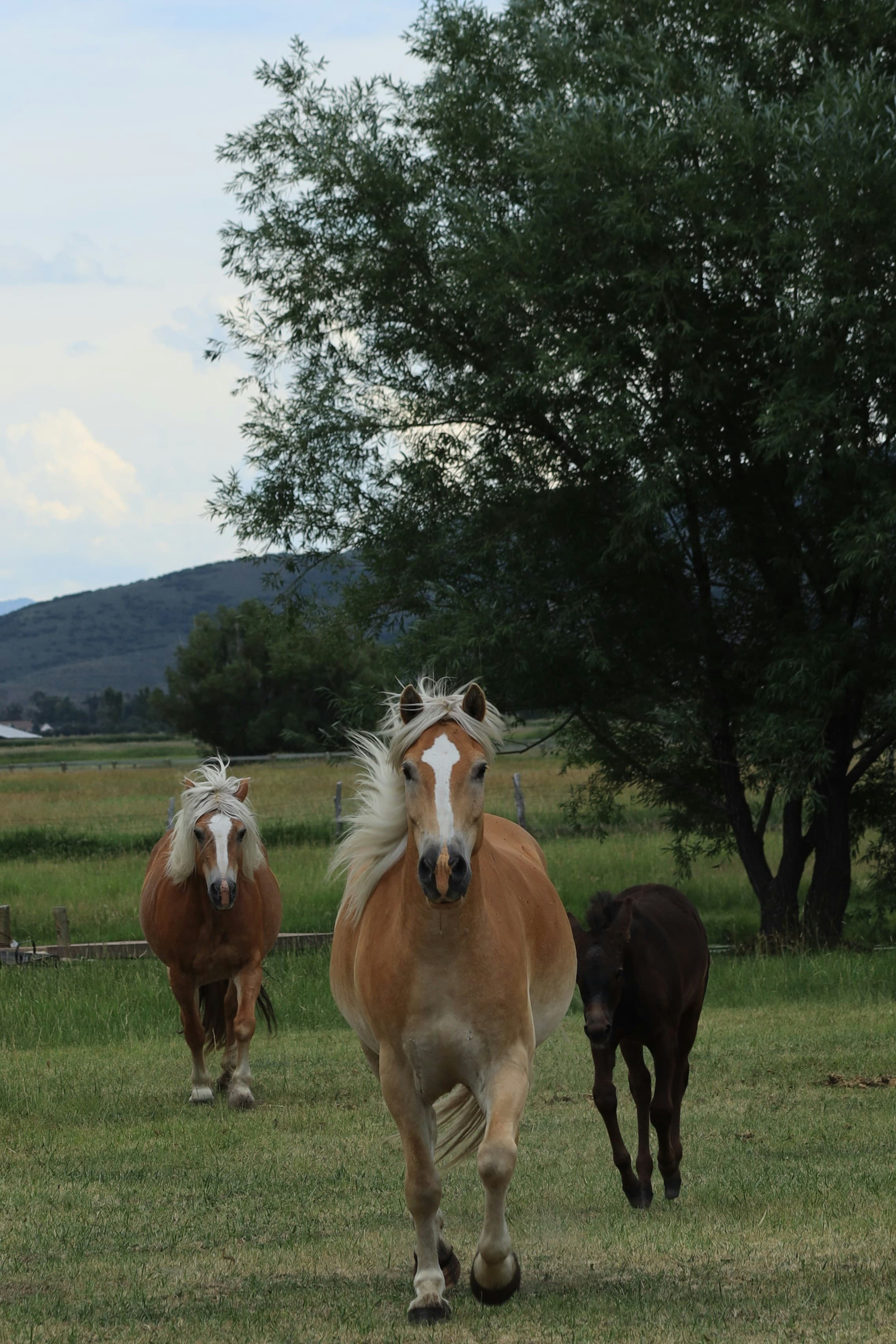 Horses running in a field