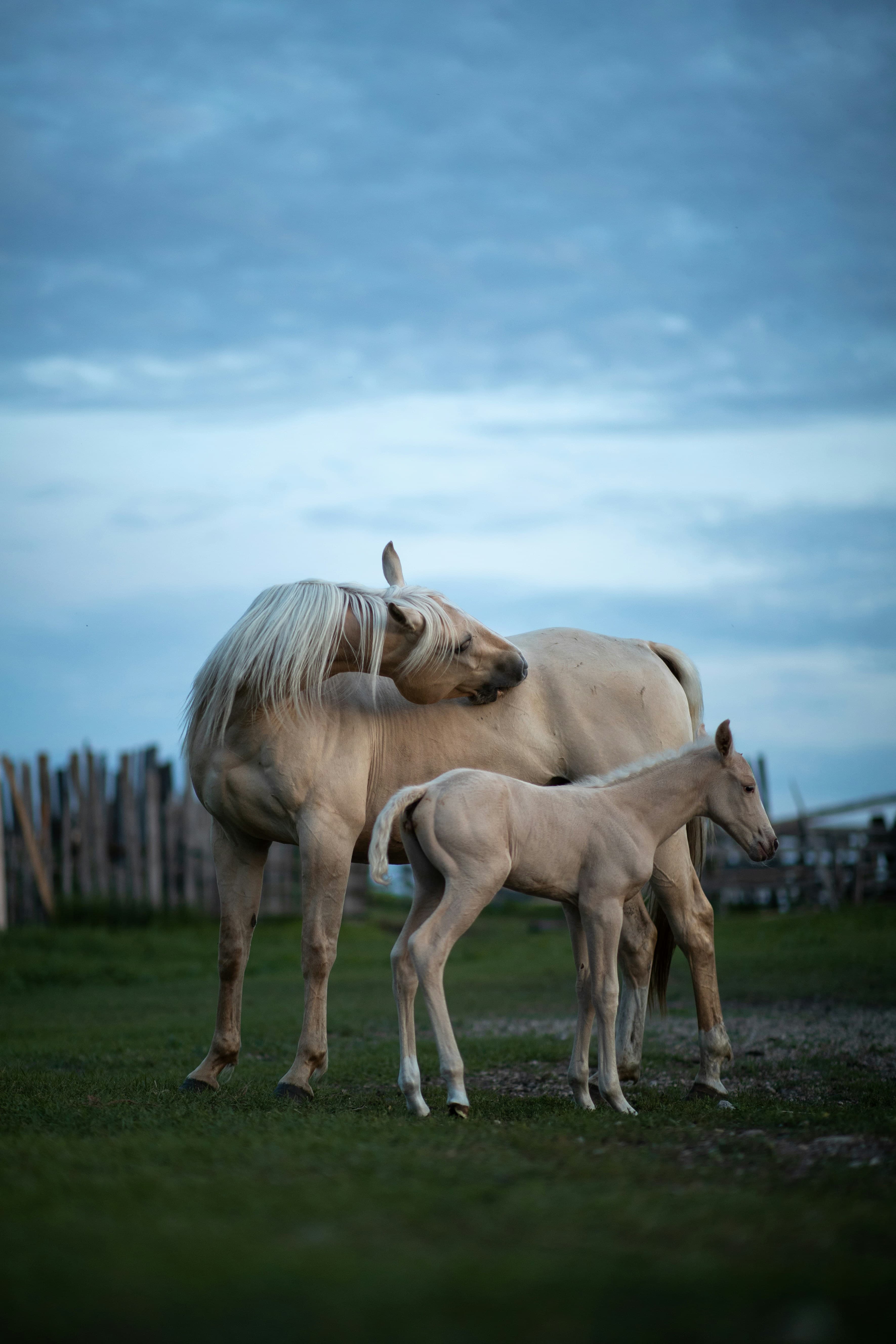 Mare and foal